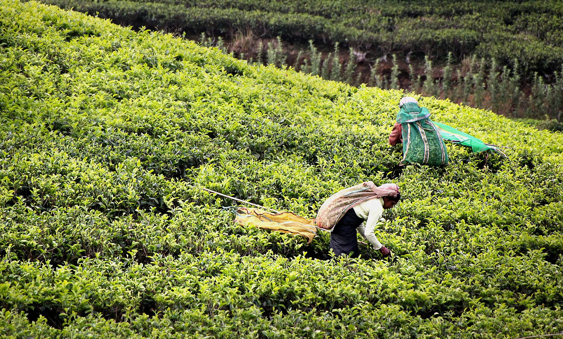 tea plucking