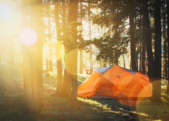 The Top 10 Fun Ideas for Summer Camp Field Trips