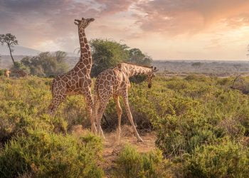 safari tour in Kenya - Giraffe