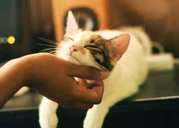2 week vacation what to do with cat