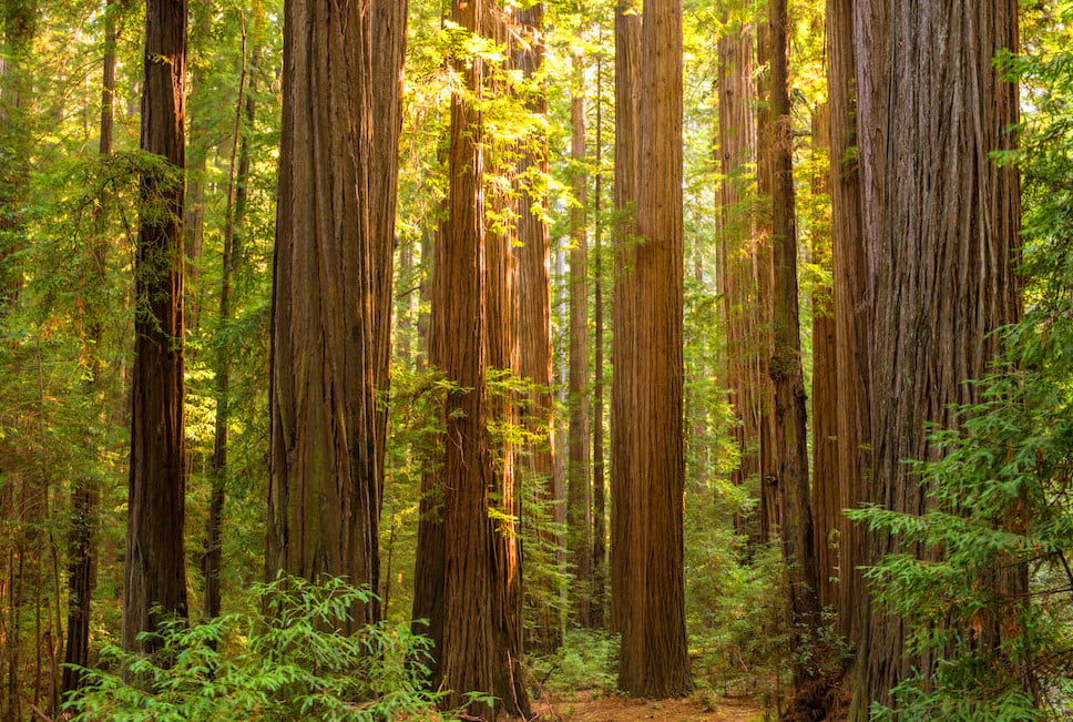 Humboldt Redwoods State Park