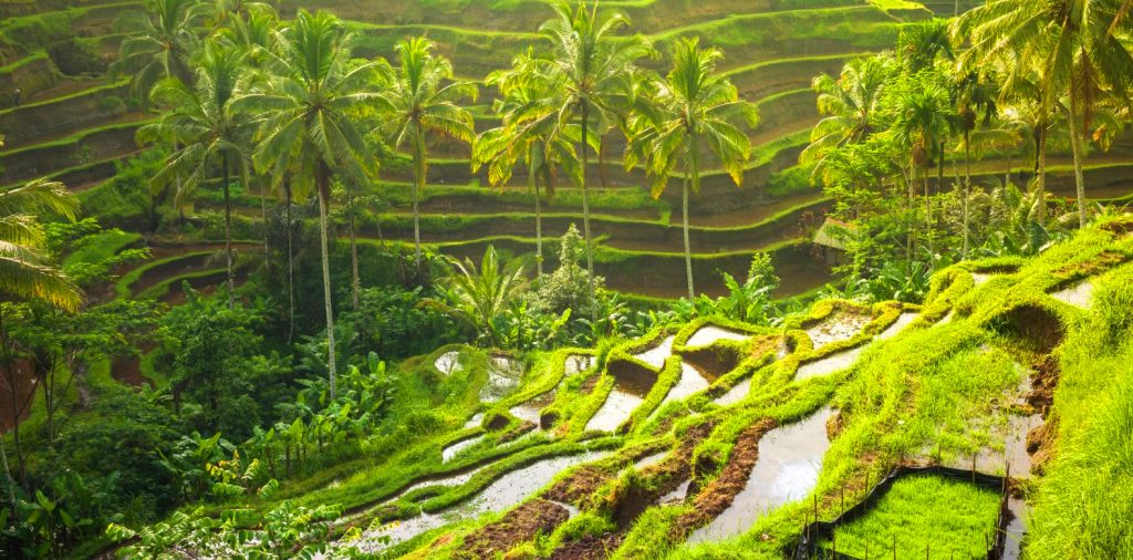 Tegalalang Rice Terraces