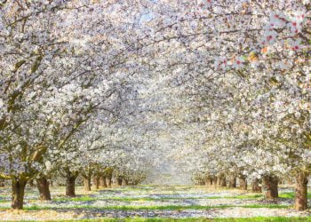 9 Fun Things to Do in Fresno for Couples