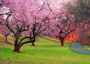Branch Brook Park, Newark