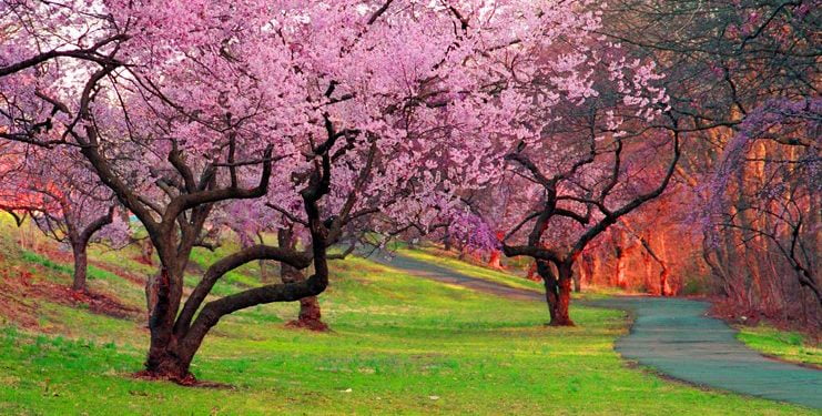 Branch Brook Park, Newark