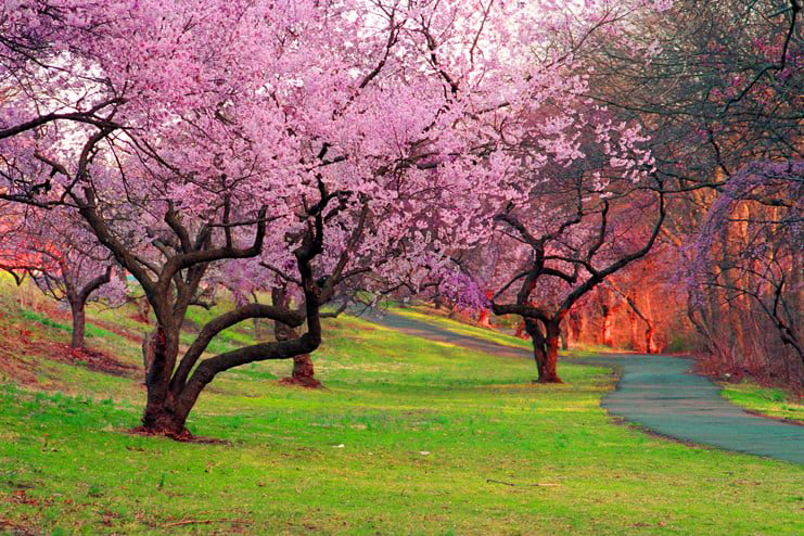 Branch Brook Park, Newark