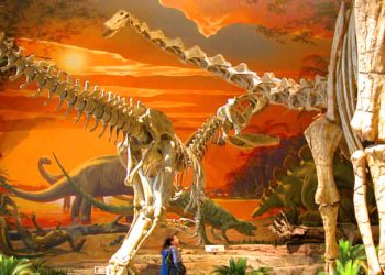 The New Mexico Museum of Natural History and Science