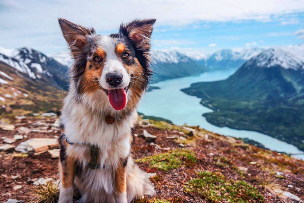Australian Shepherd