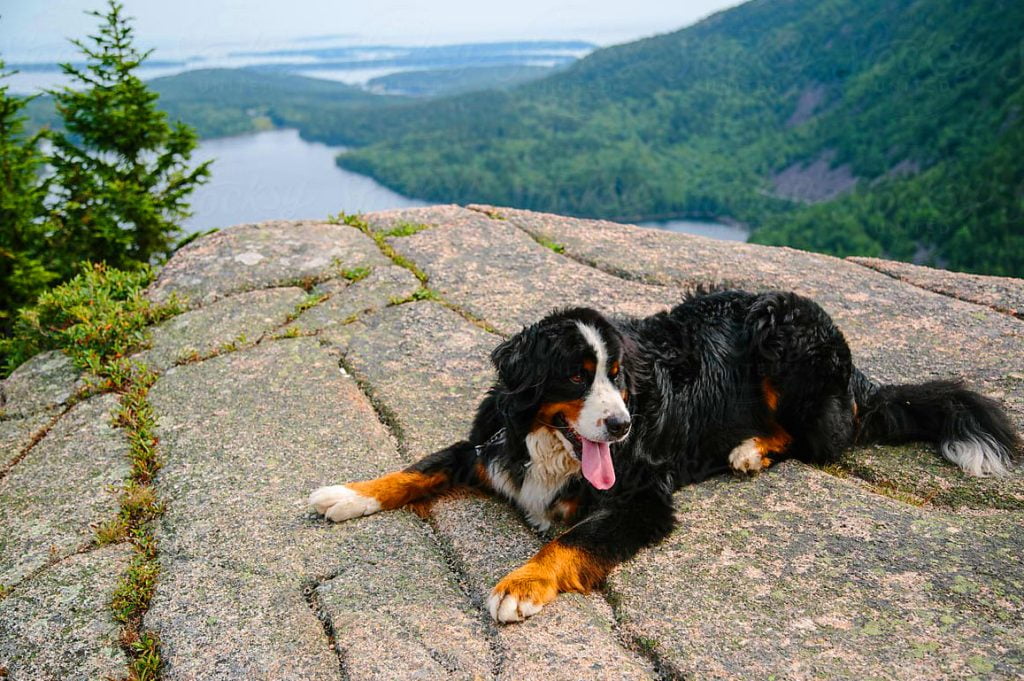 Bernese Mountain Dog