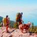 Best Dogs for Hiking and Camping 1