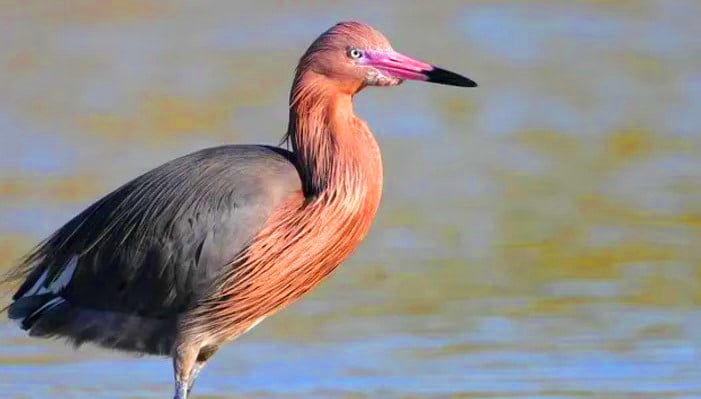 Birdwatching at the Riparian Preserve