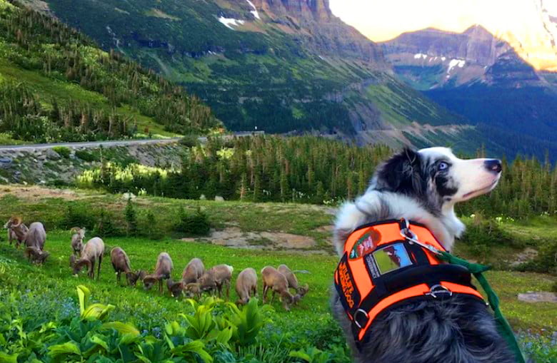 Best Dogs for Hiking and Camping
