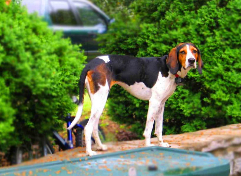 Treeing Walker Coonhound