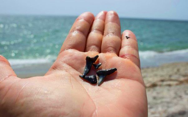 Fossilized shark teeth found on Venice Beach