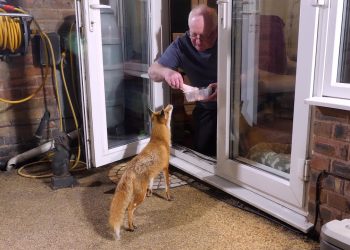 Foxes in the City