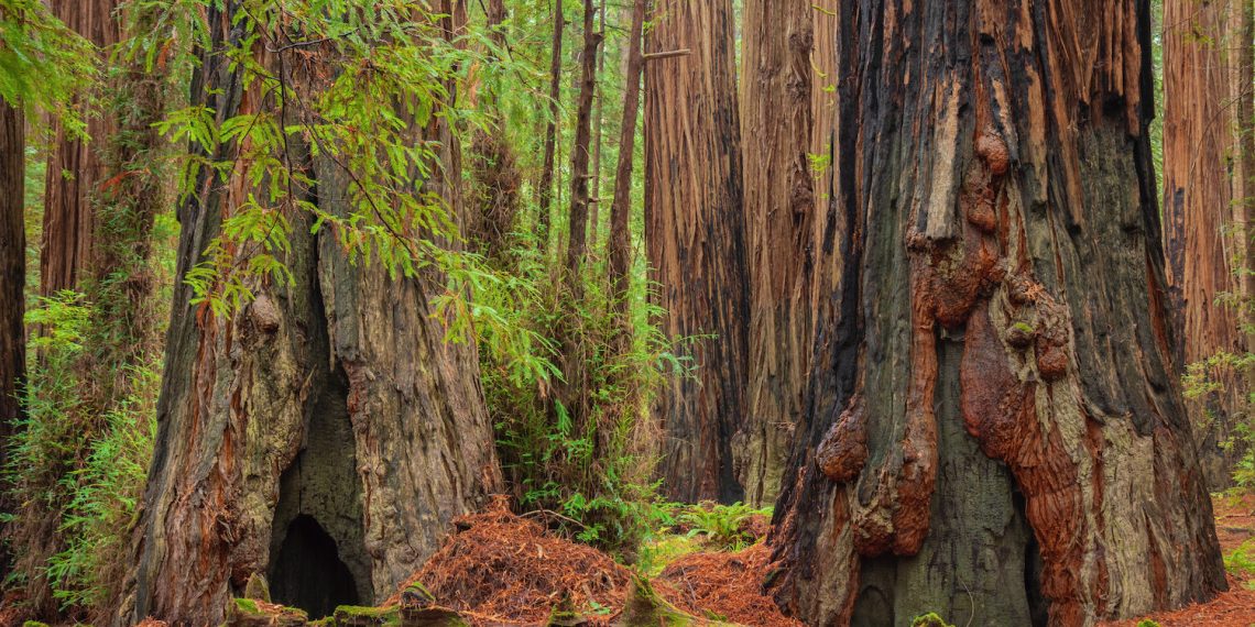 What Is the Closest Airport to the Redwood Forest? - Town of Traveller