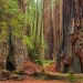 Redwood Forest